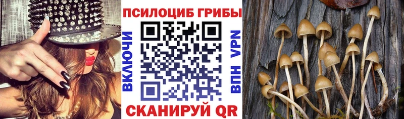mega зеркало  Лесозаводск  Псилоцибиновые грибы Cubensis 